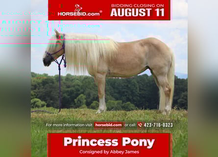 Haflinger, Stute, 11 Jahre, 140 cm