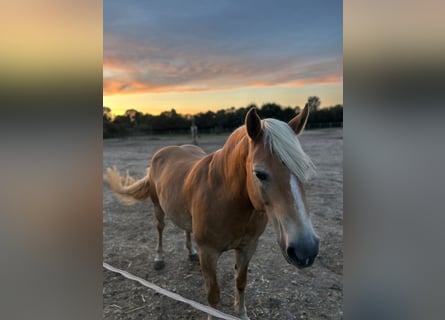 Haflinger, Stute, 11 Jahre, 154 cm, Falbe