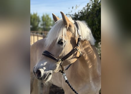 Haflinger, Stute, 11 Jahre, 155 cm, Fuchs