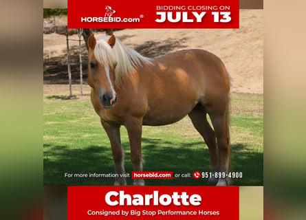 Haflinger, Stute, 12 Jahre, 142 cm, Palomino
