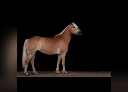 Haflinger, Stute, 12 Jahre, 148 cm, Fuchs