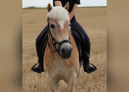 Haflinger, Stute, 12 Jahre, 153 cm, Rotfuchs