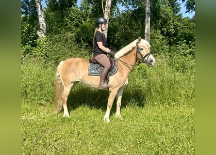Haflinger, Stute, 13 Jahre, 158 cm, Fuchs