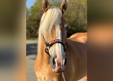Haflinger, Stute, 13 Jahre, Fuchs
