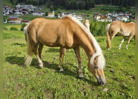 Haflinger, Stute, 14 Jahre, 150 cm, Fuchs