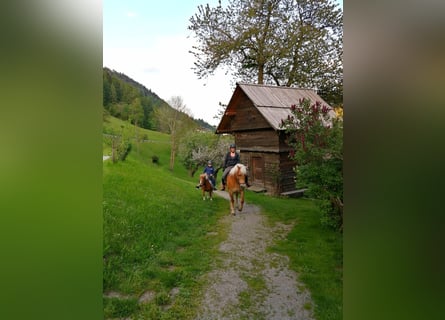 Haflinger, Stute, 14 Jahre, 152 cm