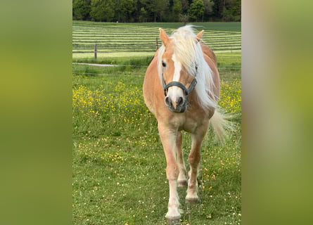 Haflinger, Stute, 14 Jahre, 153 cm, Fuchs