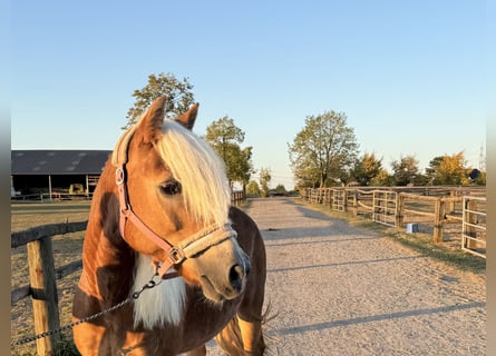 Haflinger, Stute, 15 Jahre, 152 cm