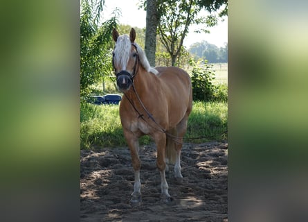 Haflinger, Stute, 16 Jahre, 146 cm