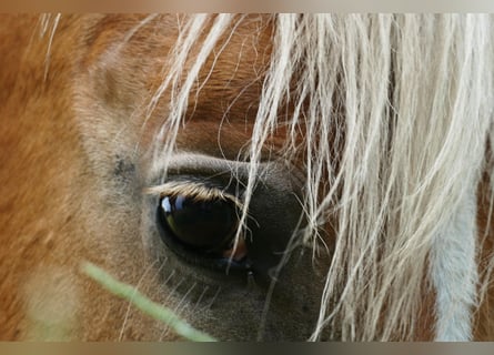 Haflinger, Stute, 16 Jahre, 156 cm