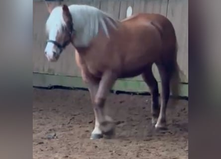 Haflinger, Stute, 17 Jahre, 145 cm