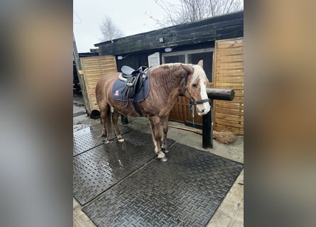 Haflinger, Stute, 18 Jahre, 148 cm
