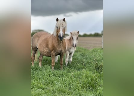 Haflinger, Stute, 18 Jahre, 150 cm