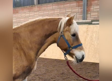 Haflinger, Stute, 19 Jahre, 148 cm, Fuchs