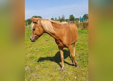 Haflinger Mix, Stute, 1 Jahr, 130 cm, Fuchs