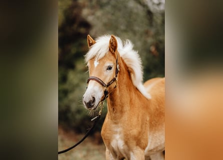 Haflinger, Stute, 1 Jahr, 152 cm