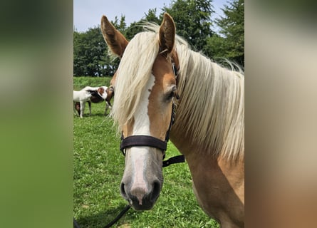 Haflinger, Stute, 1 Jahr, 155 cm, Fuchs