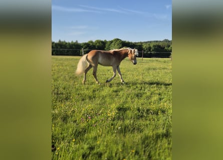 Haflinger, Stute, 1 Jahr, Fuchs