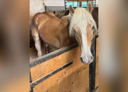 Haflinger, Stute, 1 Jahr, Fuchs