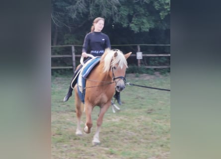 Haflinger, Stute, 20 Jahre, 152 cm, Fuchs