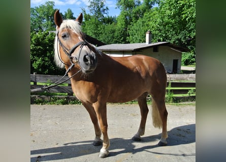 Haflinger, Stute, 22 Jahre, 150 cm, Fuchs