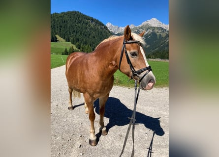 Haflinger, Stute, 22 Jahre, 152 cm, Fuchs