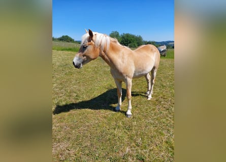 Haflinger, Stute, 2 Jahre, 146 cm, Fuchs