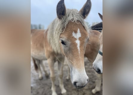 Haflinger, Stute, 2 Jahre, 149 cm