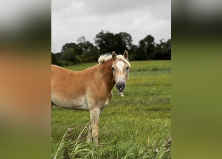 Haflinger, Stute, 2 Jahre, 150 cm, Fuchs