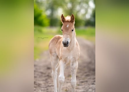 Haflinger, Stute, 2 Jahre, 150 cm