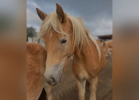 Haflinger, Stute, 2 Jahre, 150 cm
