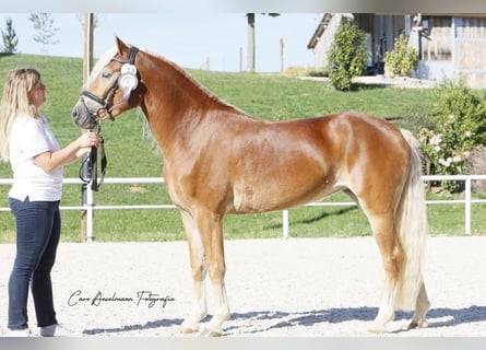Haflinger, Stute, 3 Jahre, 145 cm, Fuchs