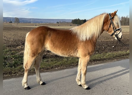 Haflinger, Stute, 3 Jahre, 148 cm, Fuchs