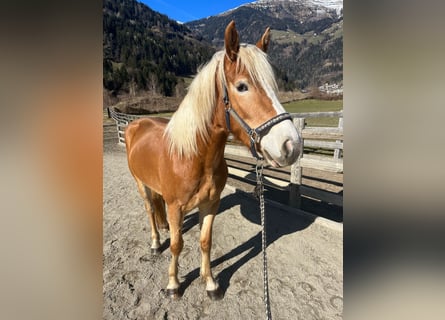 Haflinger, Stute, 3 Jahre, 150 cm