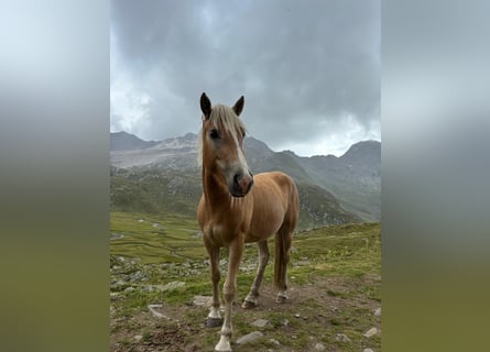 Haflinger, Stute, 3 Jahre, 150 cm