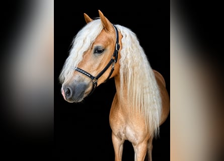 Haflinger, Stute, 3 Jahre, 150 cm, Fuchs