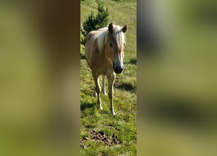 Haflinger, Stute, 3 Jahre, 151 cm