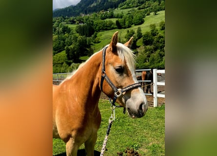 Haflinger, Stute, 3 Jahre, 152 cm