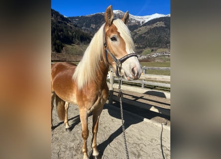 Haflinger, Stute, 3 Jahre, 153 cm
