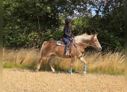 Haflinger, Stute, 3 Jahre, 153 cm, Fuchs