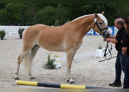 Haflinger, Stute, 3 Jahre, 153 cm, Fuchs
