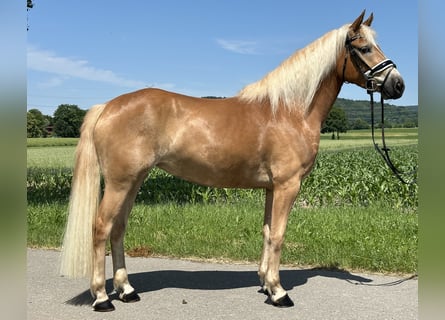 Haflinger, Stute, 3 Jahre, 154 cm, Fuchs