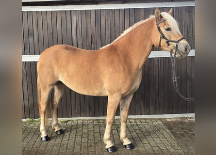Haflinger, Stute, 4 Jahre, 146 cm, Fuchs