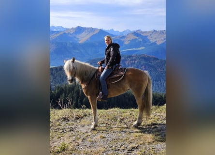 Haflinger, Stute, 4 Jahre, 150 cm, Champagne