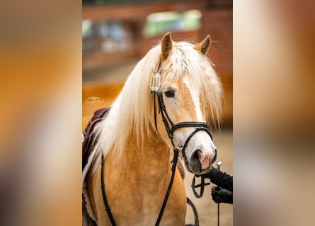 Haflinger, Stute, 4 Jahre, 150 cm, Fuchs