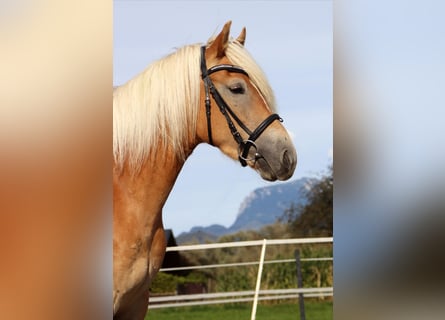 Haflinger, Stute, 4 Jahre, 152 cm, Fuchs