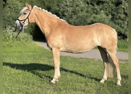 Haflinger, Stute, 5 Jahre, 147 cm, Fuchs