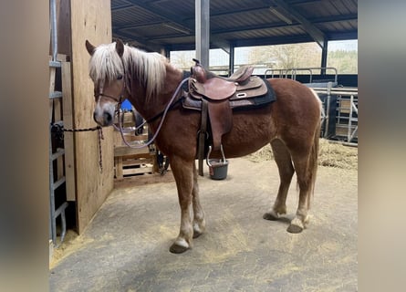 Haflinger, Stute, 5 Jahre, 148 cm