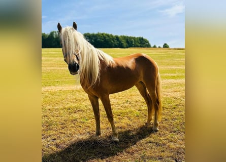 Haflinger, Stute, 5 Jahre, 150 cm, Fuchs