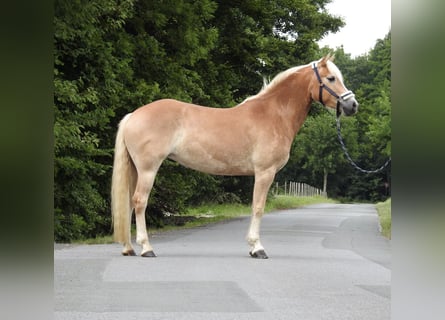 Haflinger, Stute, 5 Jahre, 152 cm, Fuchs